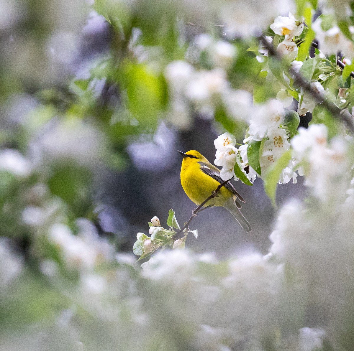 Blue-winged Warbler - ML618707326