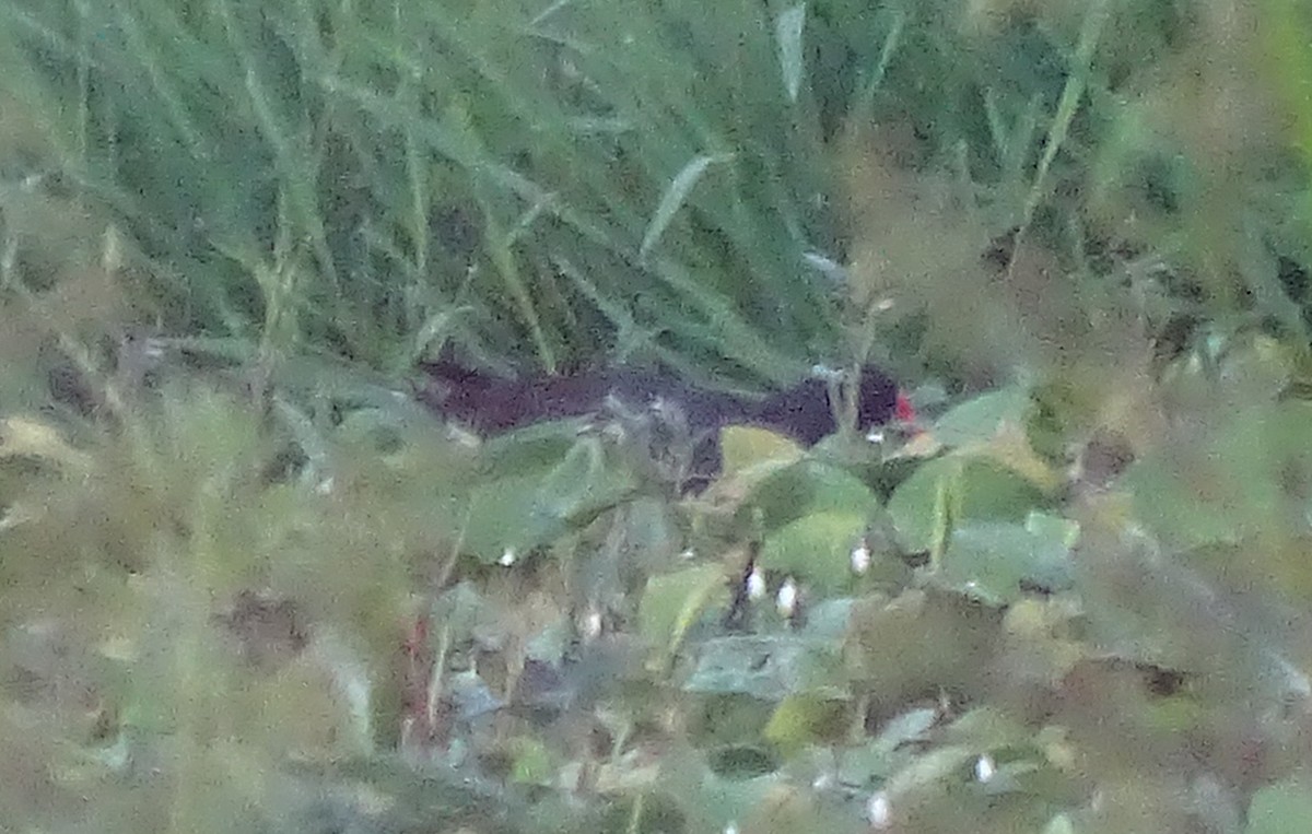 Eurasian Moorhen - Lai Wah Liu