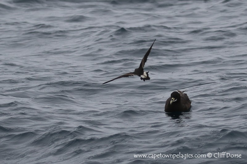 Leach's Storm-Petrel - ML618707342