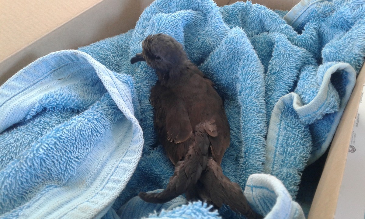 Leach's Storm-Petrel - ML618707343