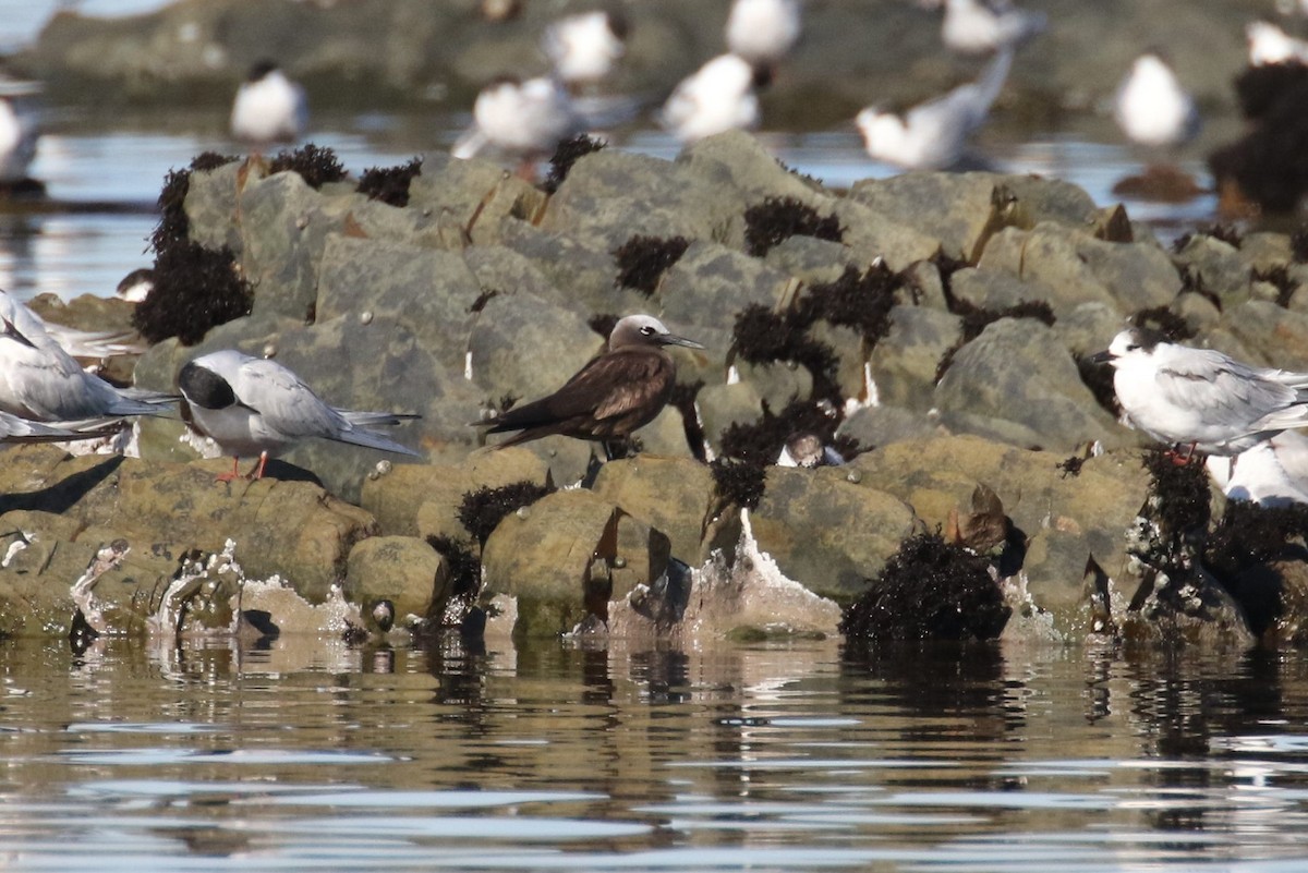 Lesser Noddy - ML618707346