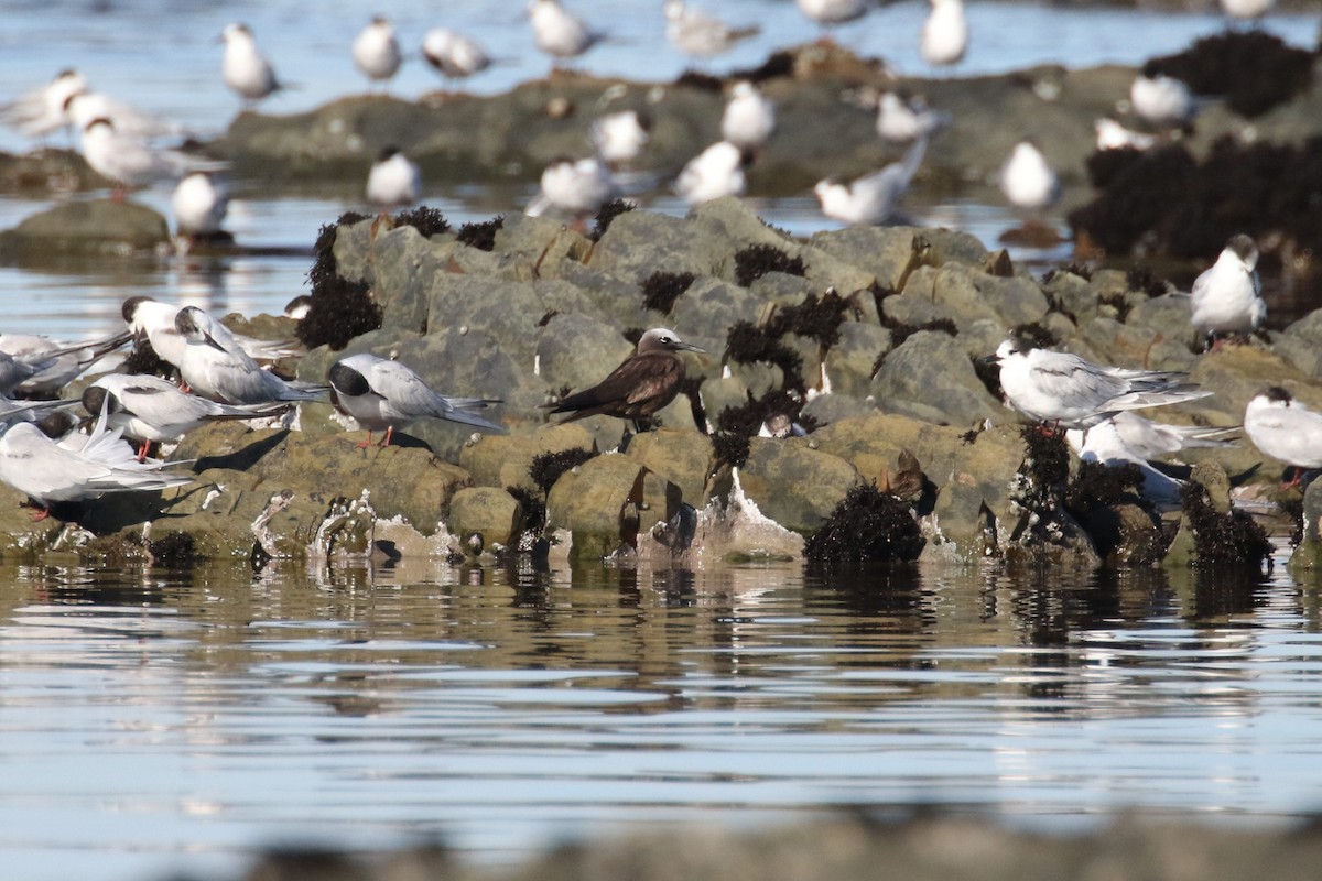 Lesser Noddy - ML618707347