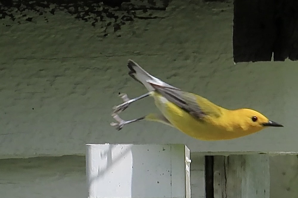 Prothonotary Warbler - Linda Grebe 🦅