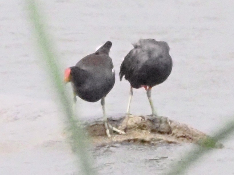 Common Gallinule (American) - Jonine Dewitte