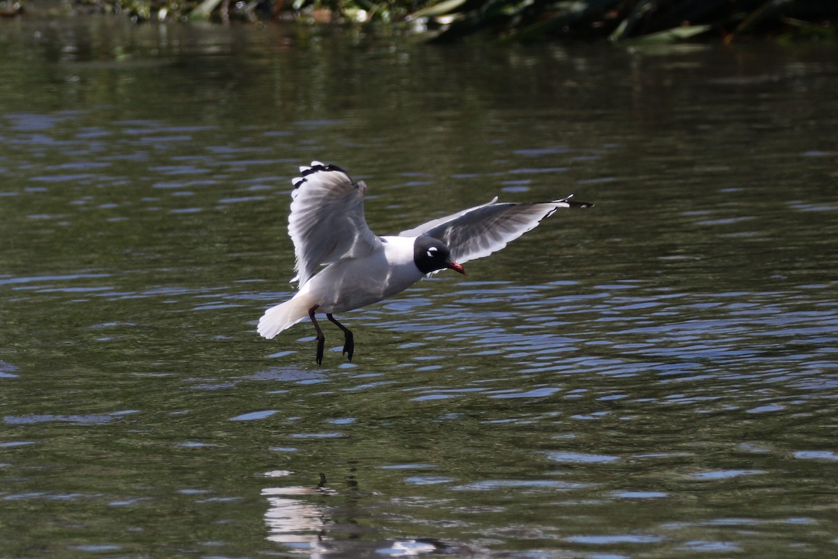 Mouette de Franklin - ML618707370