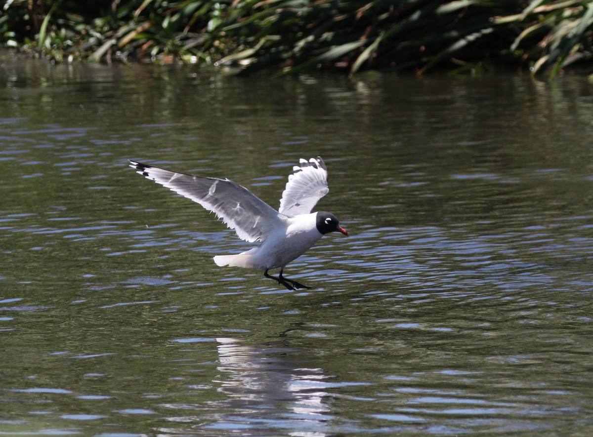 Franklin's Gull - ML618707371