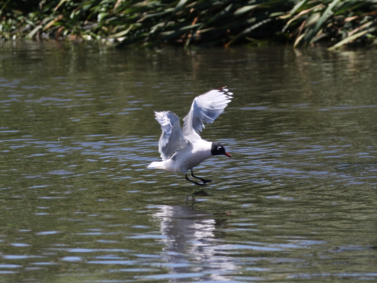 Franklin's Gull - ML618707372
