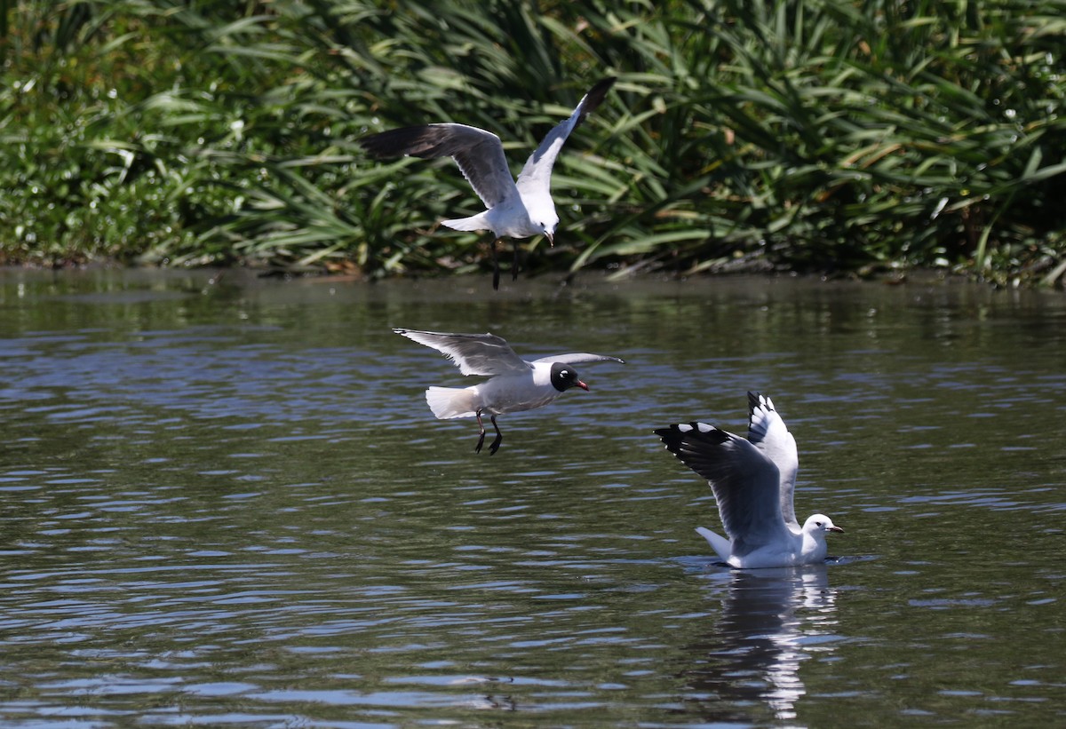 Franklin's Gull - ML618707373