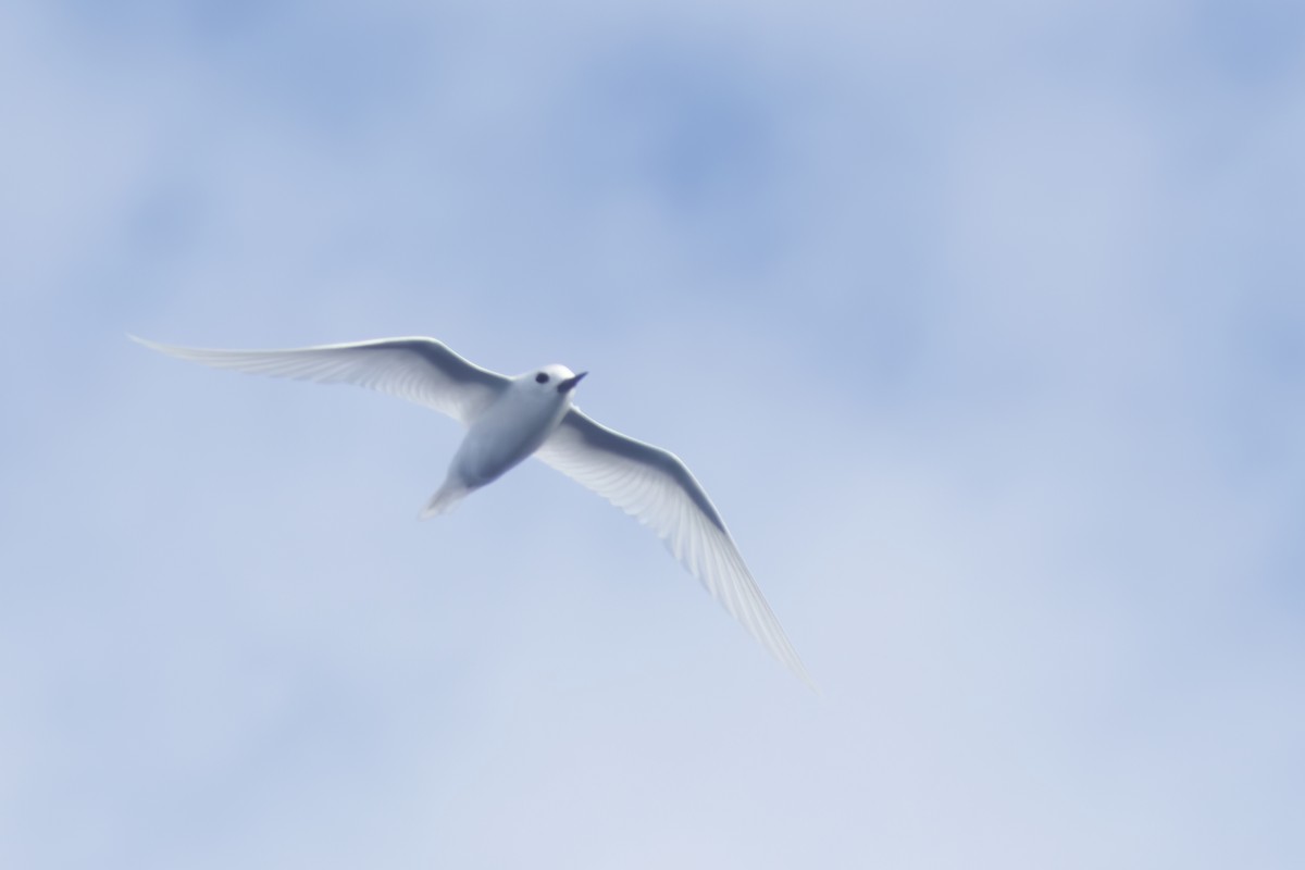 White Tern - Patrick Reed