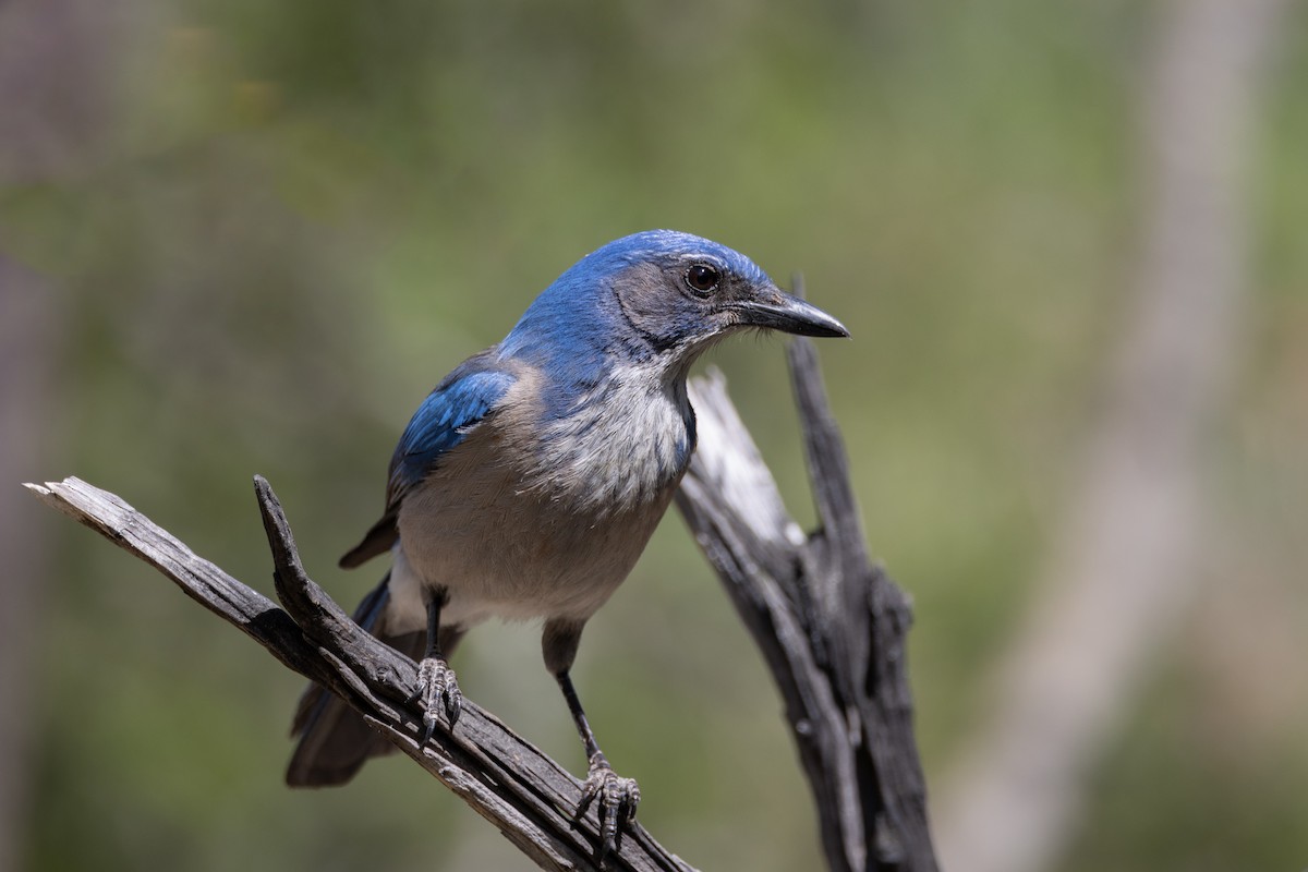 Woodhouse's Scrub-Jay (Woodhouse's) - ML618707387