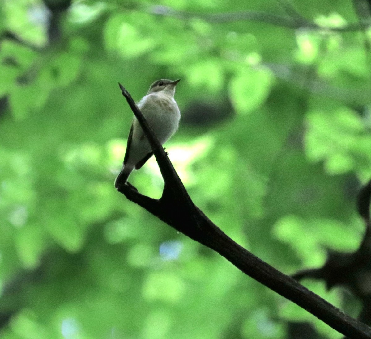 Red-breasted Flycatcher - Ivan Ponomarenko