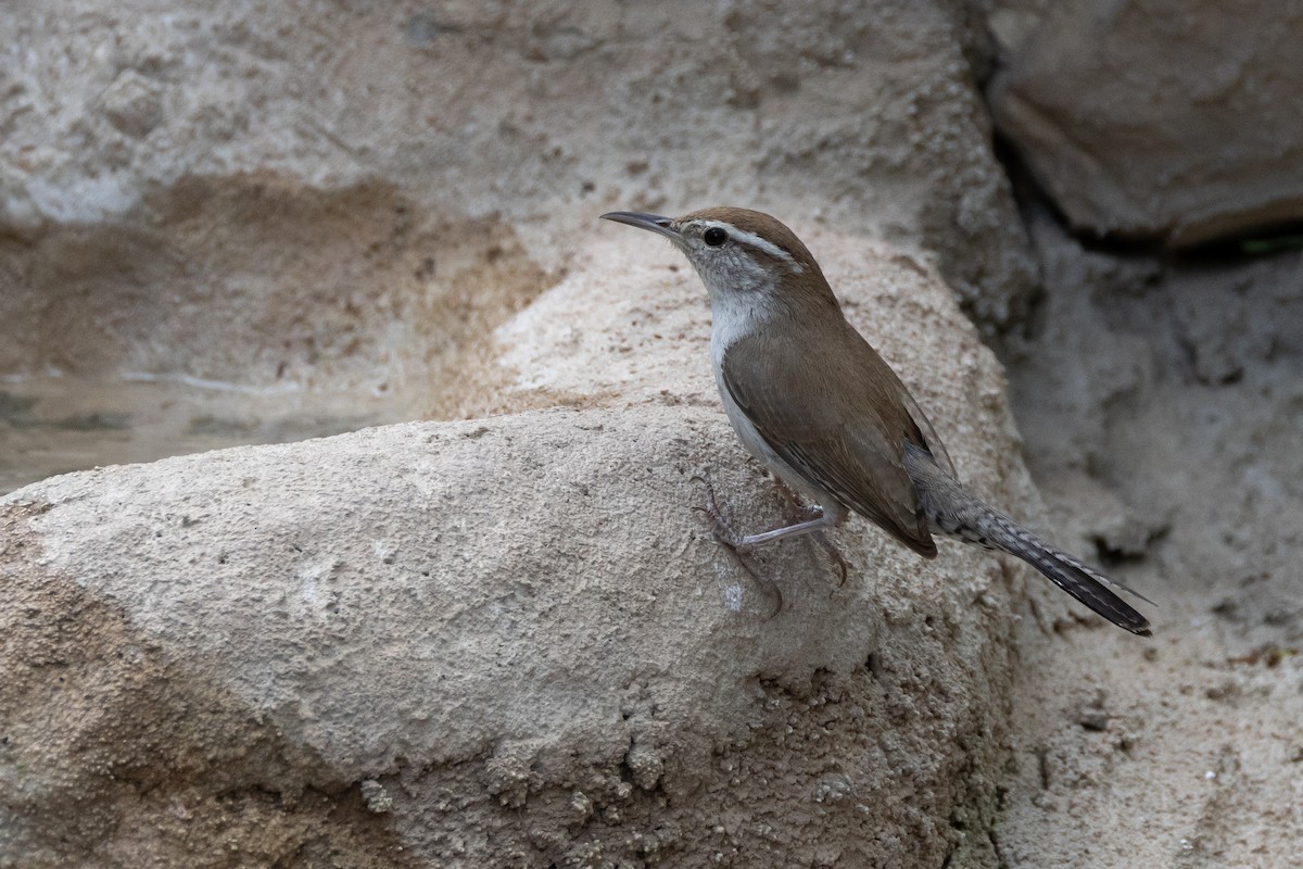 Bewick's Wren - Phil Lehman