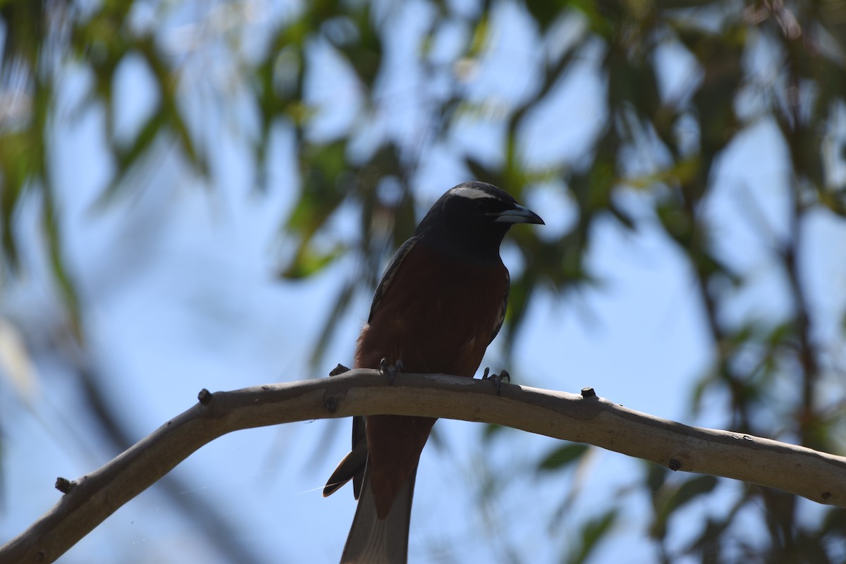 White-browed Woodswallow - ML618707431