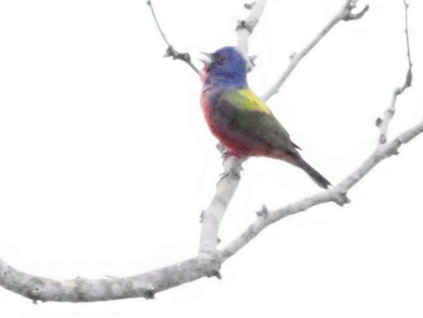 Painted Bunting - Jonine Dewitte