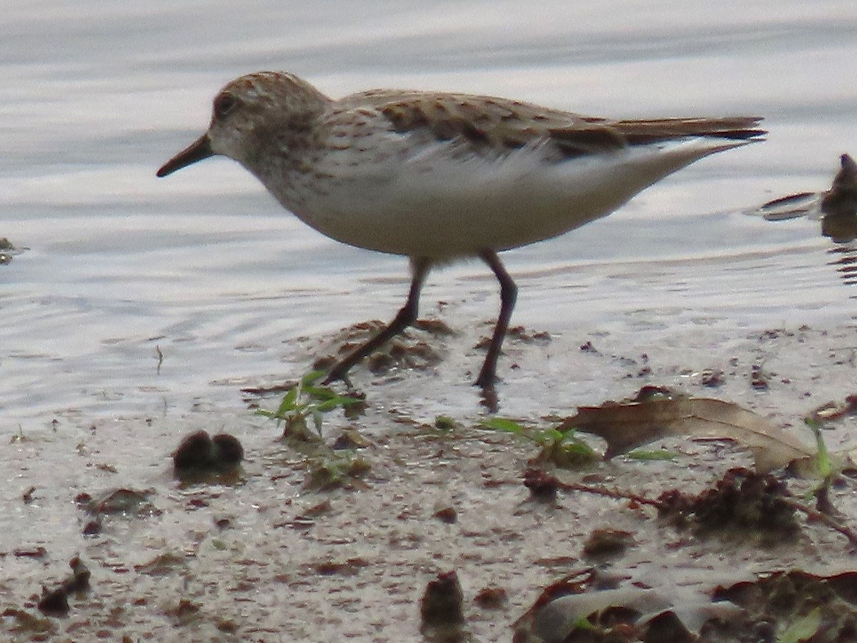 Bécasseau sanderling - ML618707454