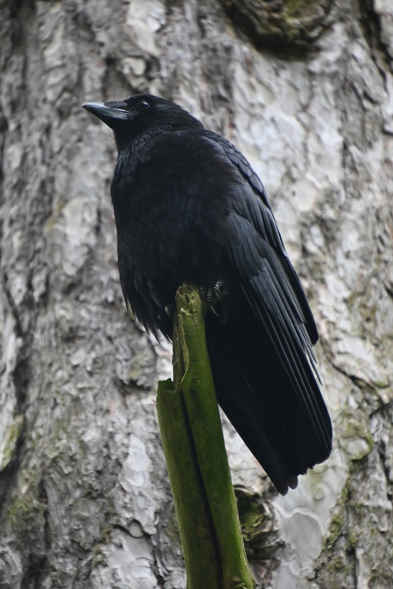 Carrion Crow - Rich Howard