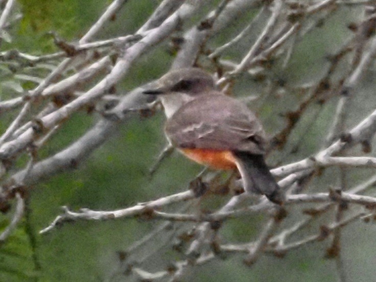 Vermilion Flycatcher - ML618707477