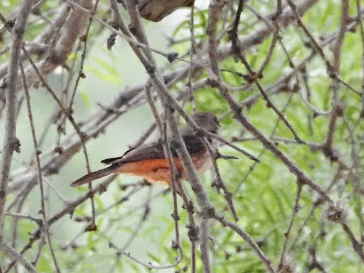 Vermilion Flycatcher - ML618707479