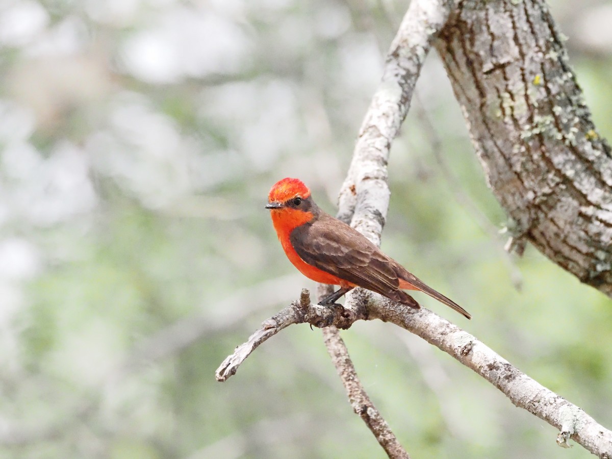 Vermilion Flycatcher - ML618707481