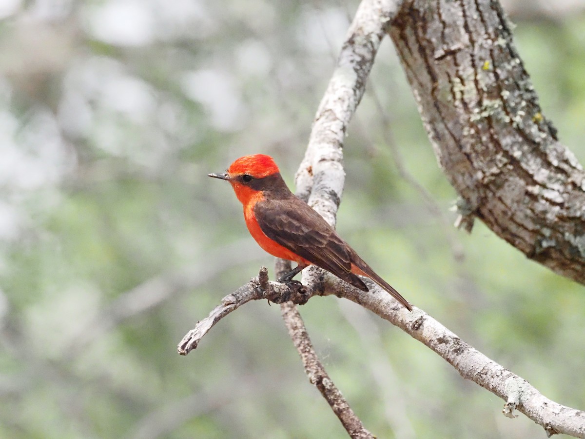 Vermilion Flycatcher - ML618707482