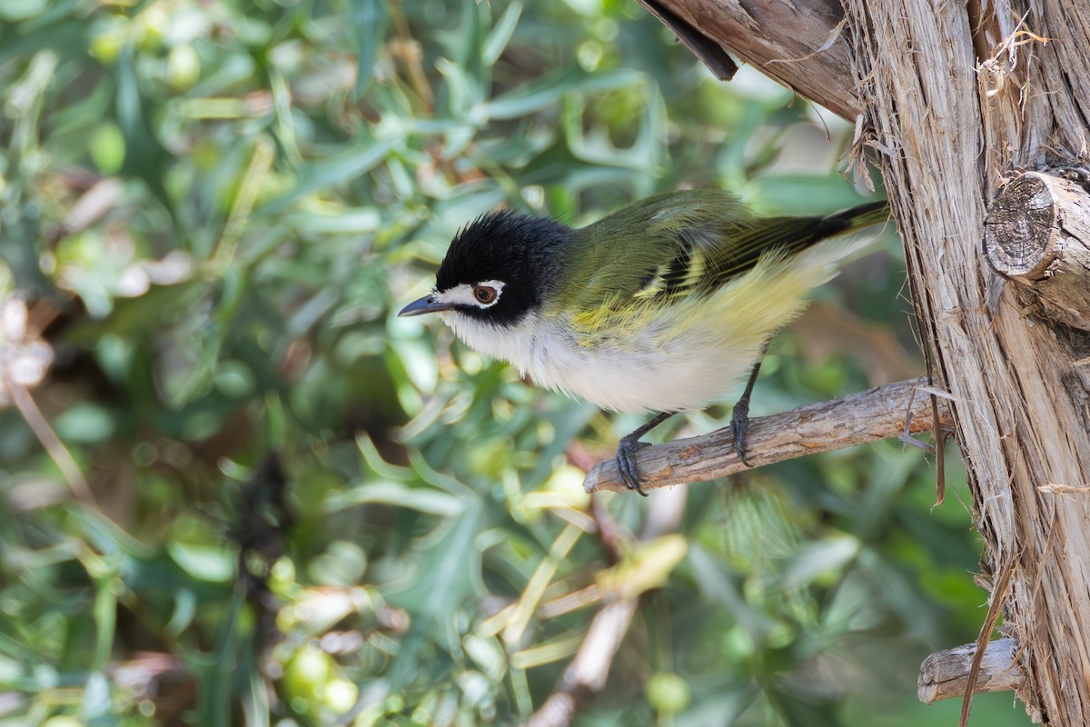 Black-capped Vireo - Phil Lehman