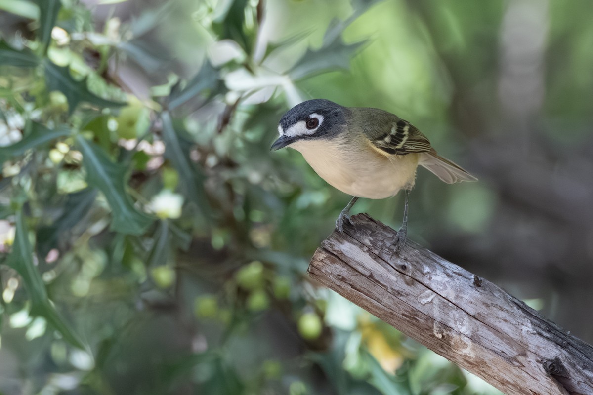 Black-capped Vireo - Phil Lehman