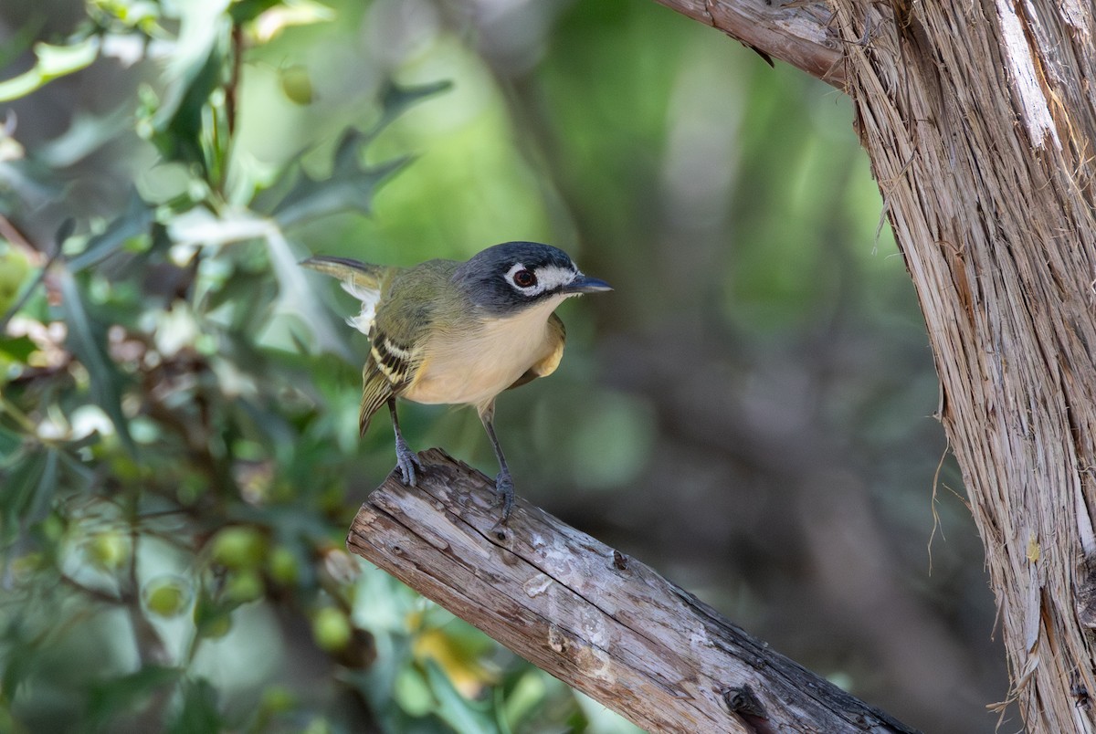 Black-capped Vireo - Phil Lehman