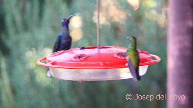 Colibrí Colirrayado - ML618707547