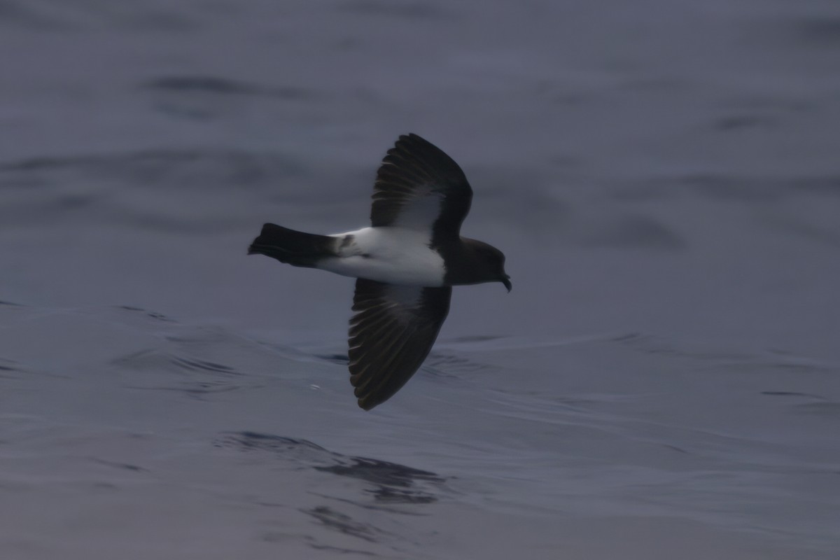 White-bellied Storm-Petrel - ML618707554