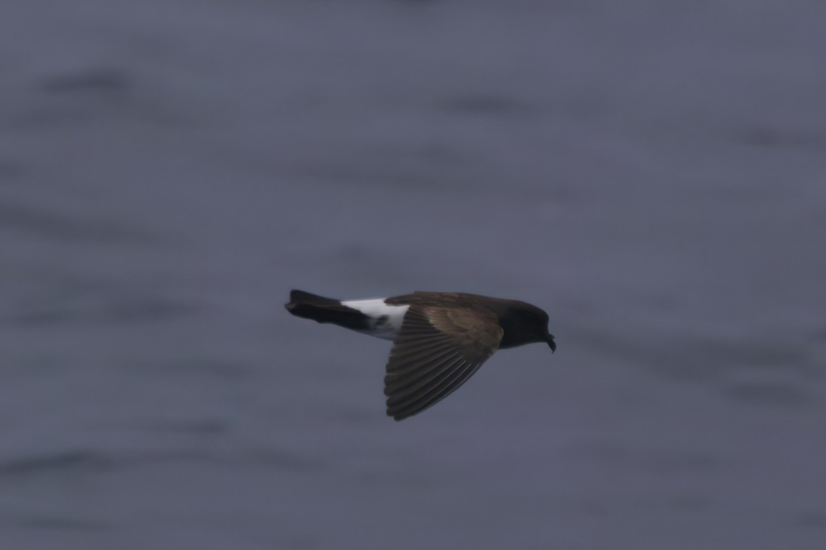 White-bellied Storm-Petrel - Patrick Reed