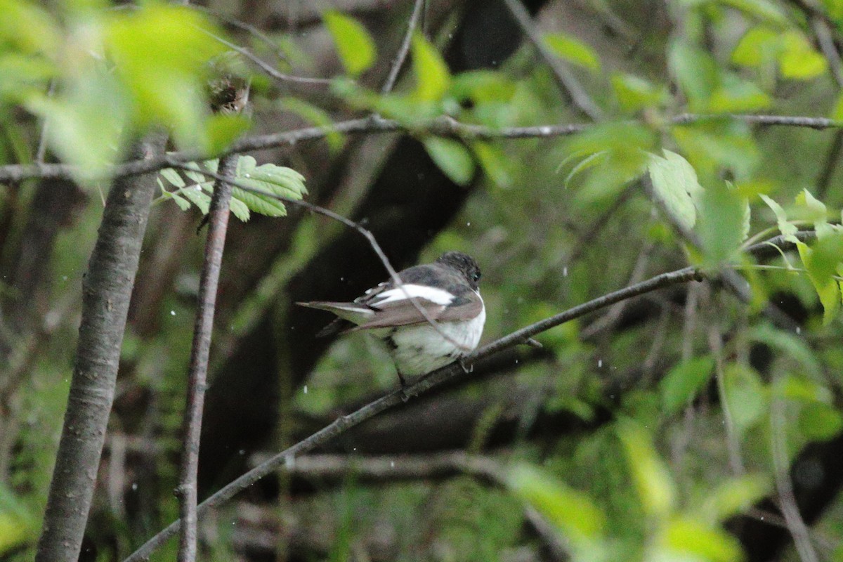 European Pied Flycatcher - Ivan Ivan