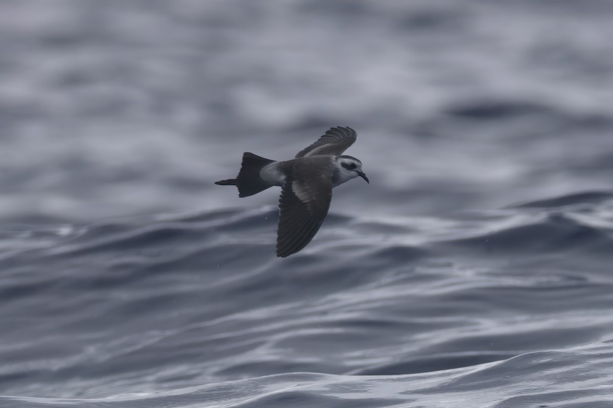 White-faced Storm-Petrel - Patrick Reed