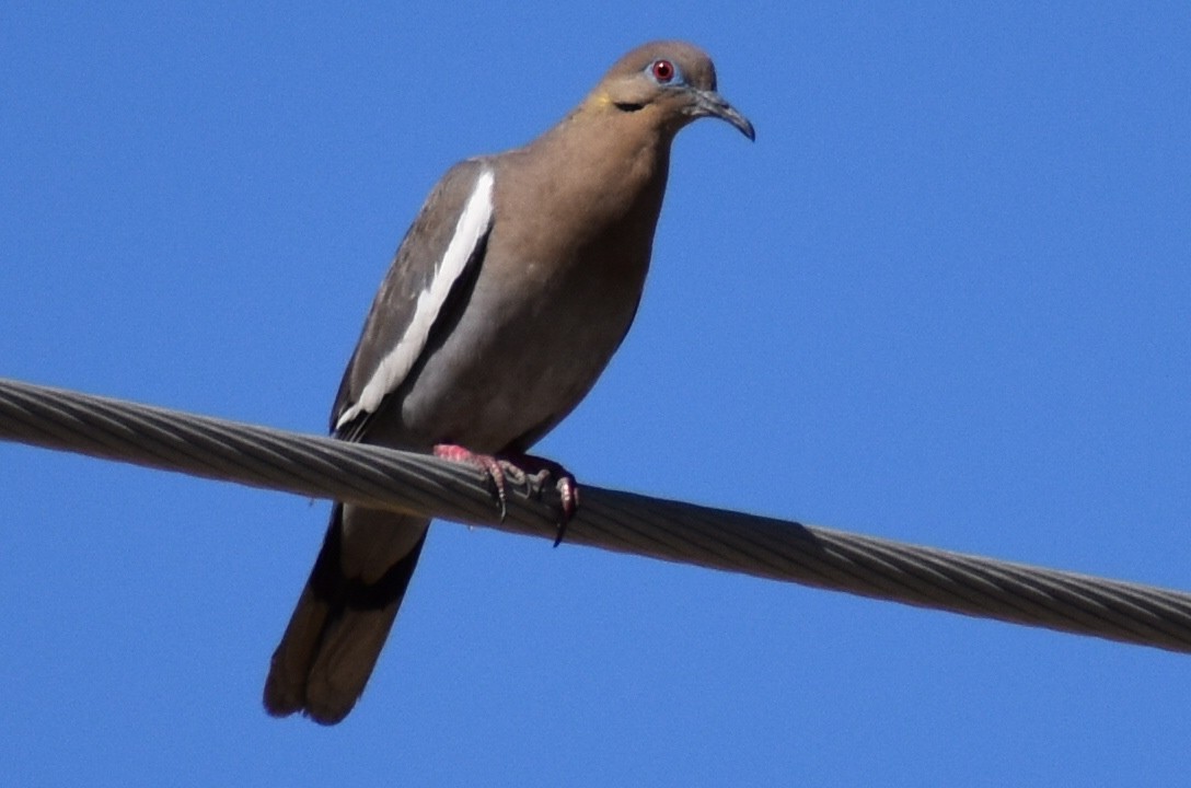 White-winged Dove - ML618707617