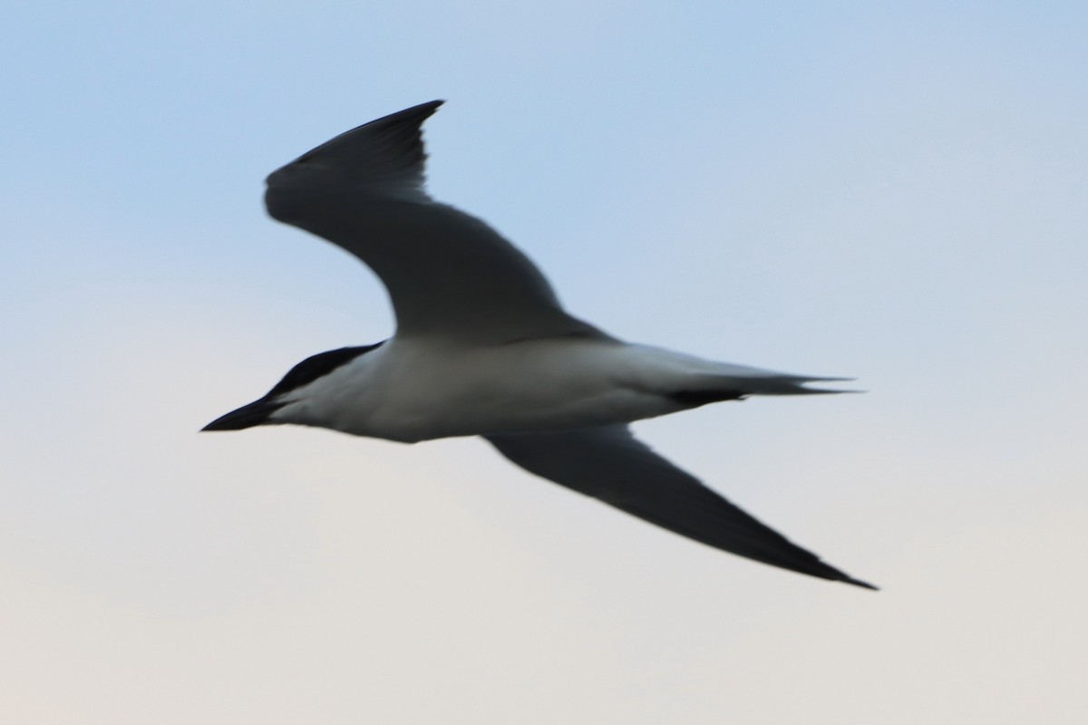 Gull-billed Tern - David Morrison