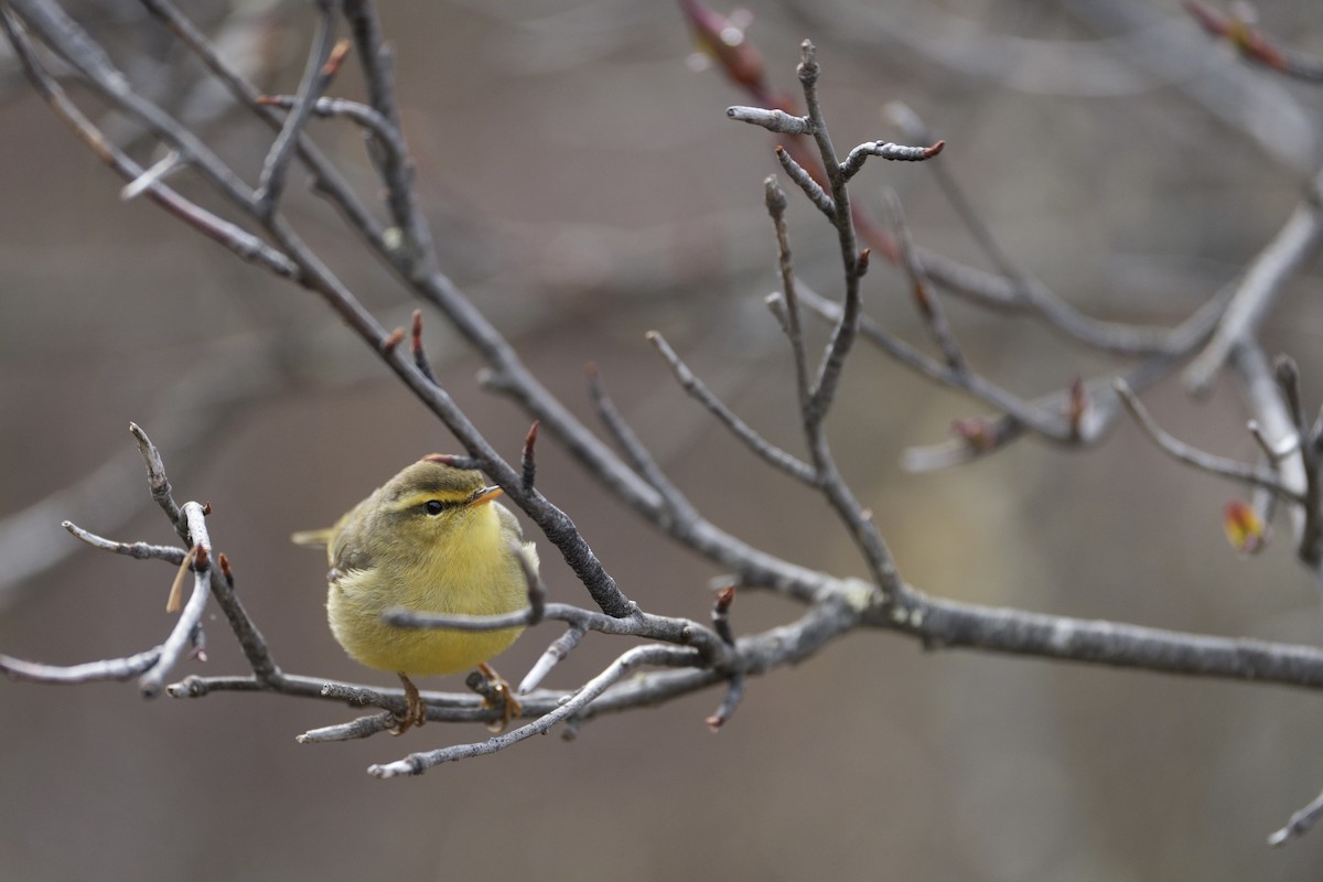 Tickell's Leaf Warbler - ML618707638