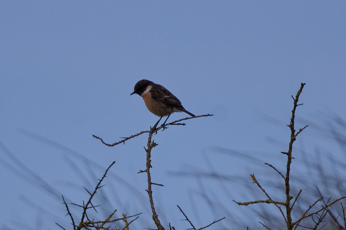 European Stonechat - Jeffrey Leguit