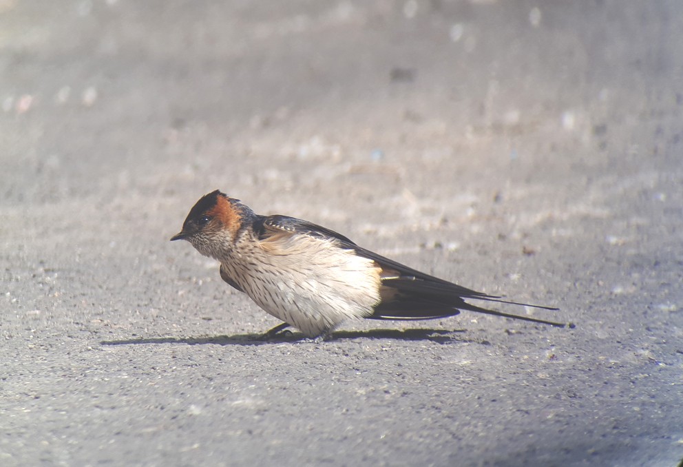 Red-rumped Swallow (Red-rumped) - Paul Holt