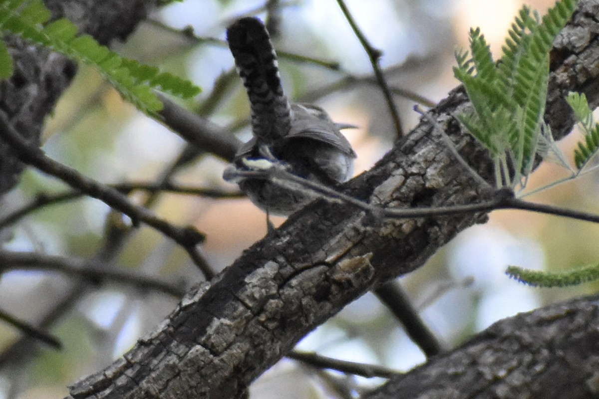 Bewick's Wren - ML618707775