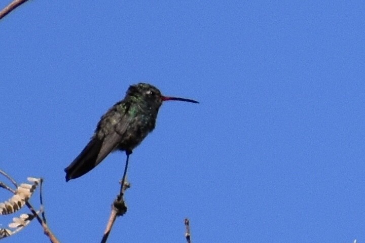 Broad-billed Hummingbird - ML618707779