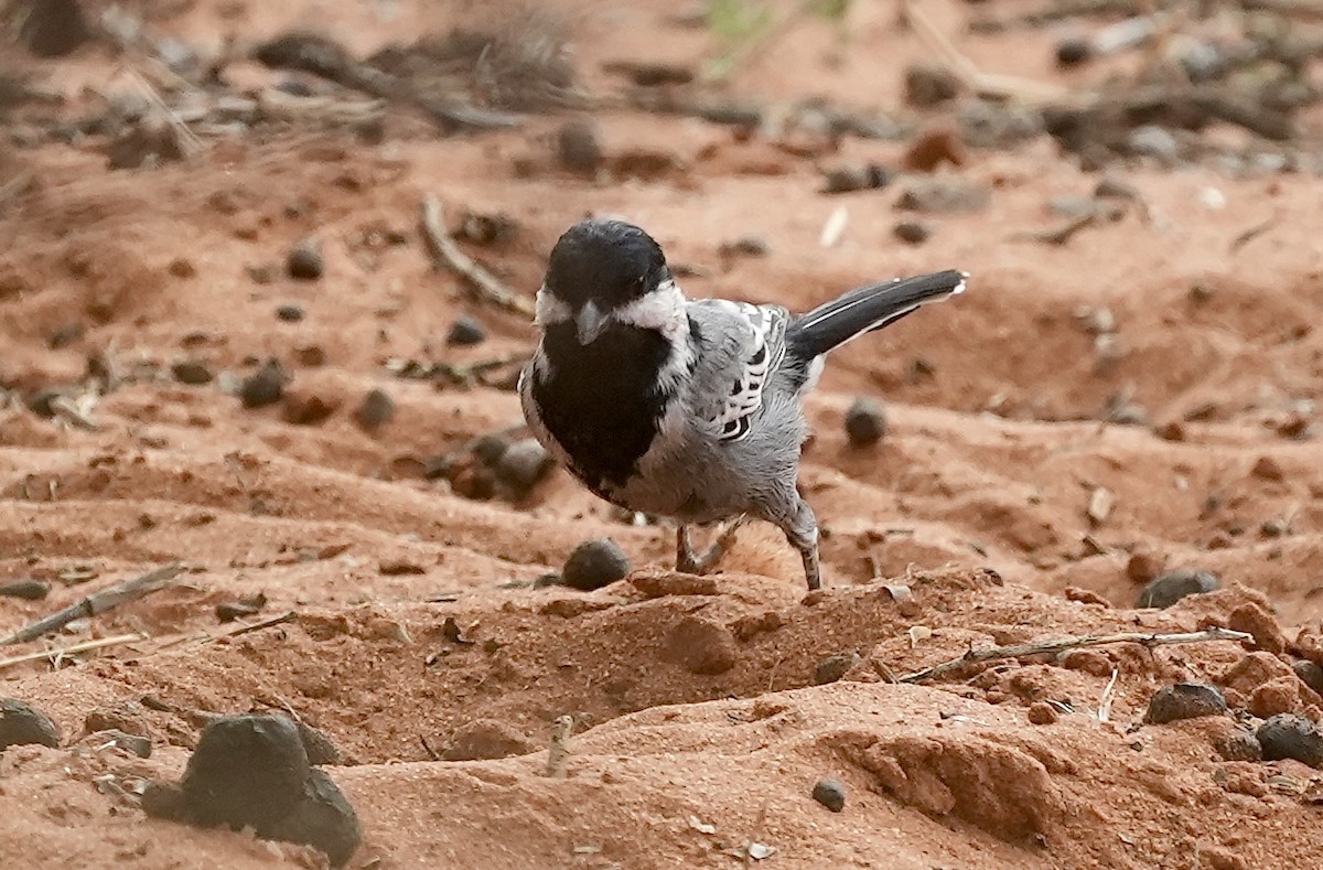 Ashy Tit - ML618707812