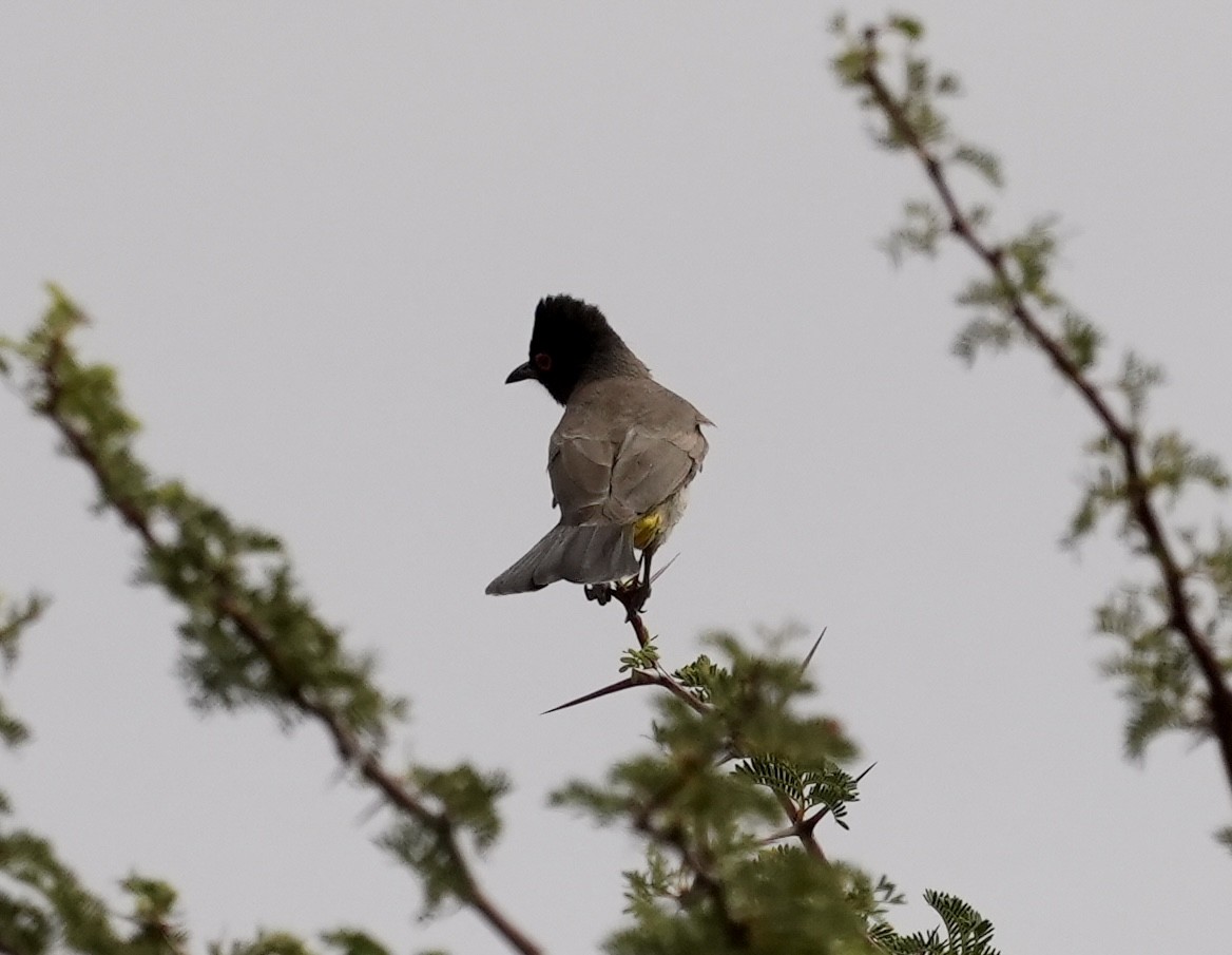 Black-fronted Bulbul - ML618707823