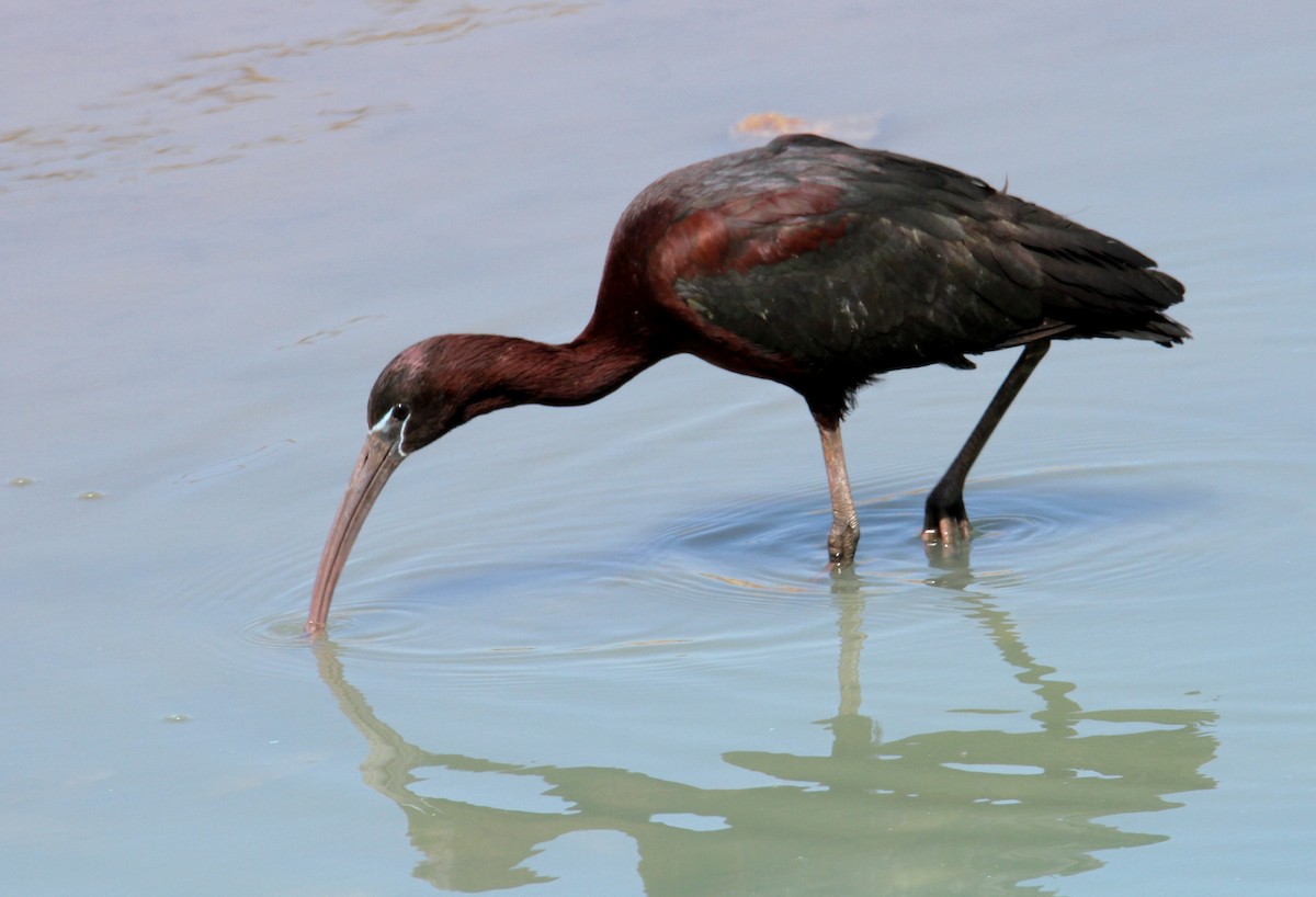 Glossy Ibis - ML618707880