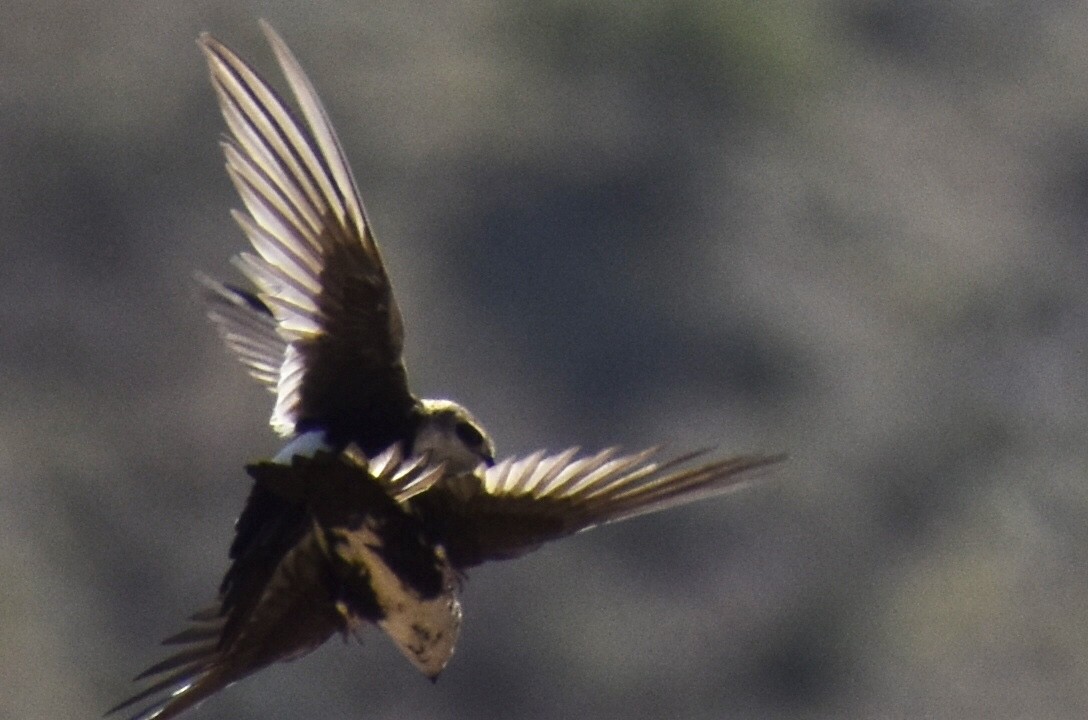 White-throated Swift - Christian Feldt