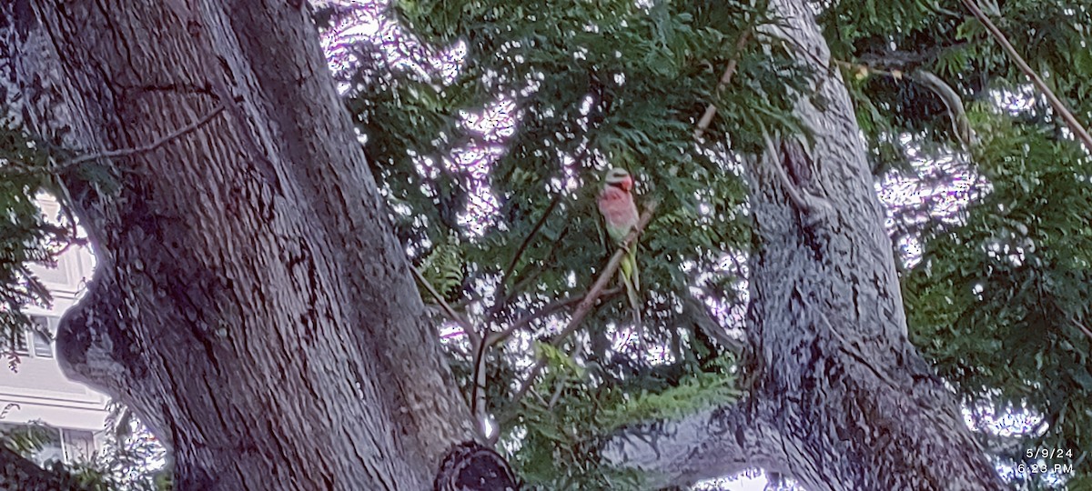 Red-breasted Parakeet - Natarasan Rengasamy