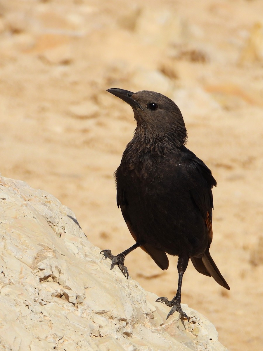 Tristram's Starling - ML618708024