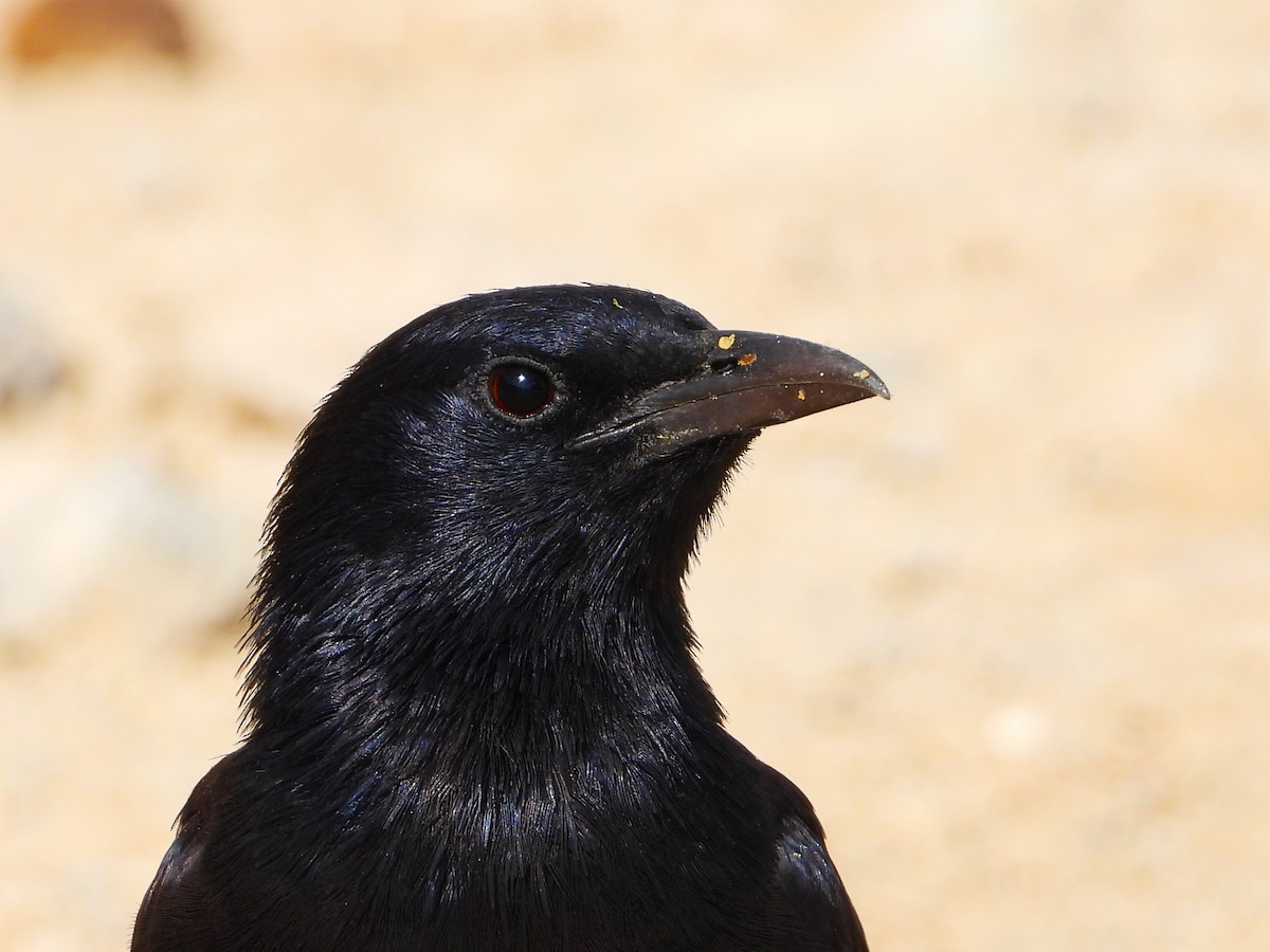 Tristram's Starling - ML618708025