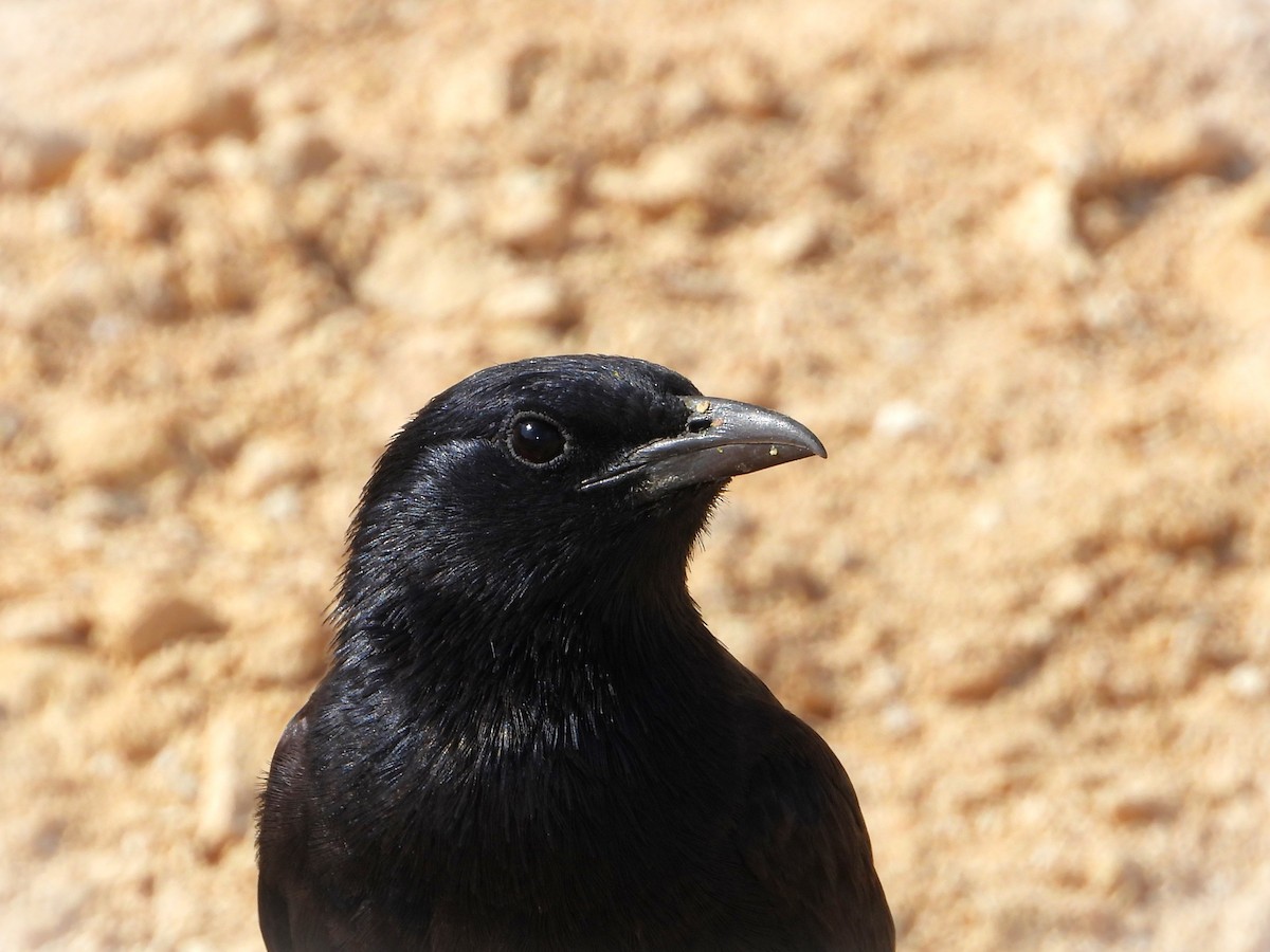 Tristram's Starling - מוטי בייפוס