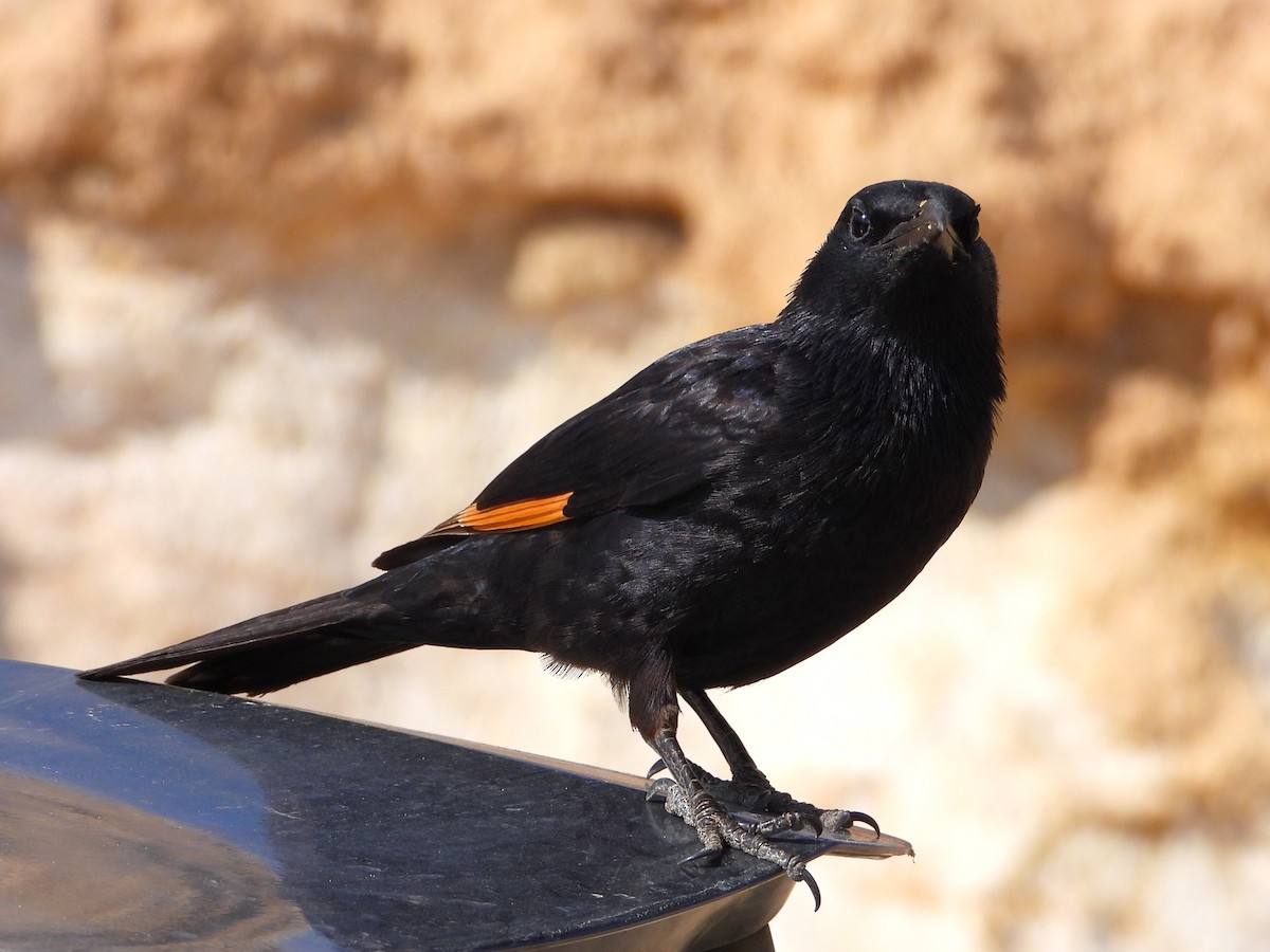 Tristram's Starling - ML618708027