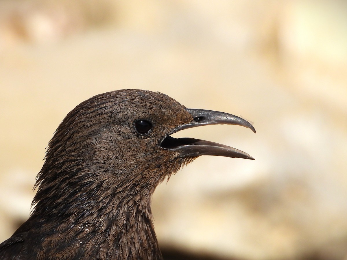 Tristram's Starling - ML618708028