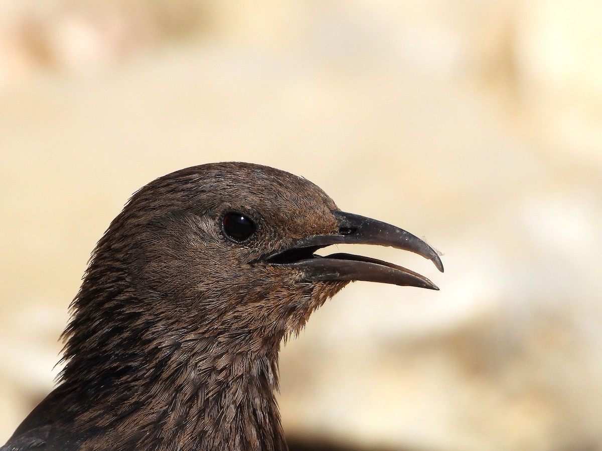 Tristram's Starling - ML618708029